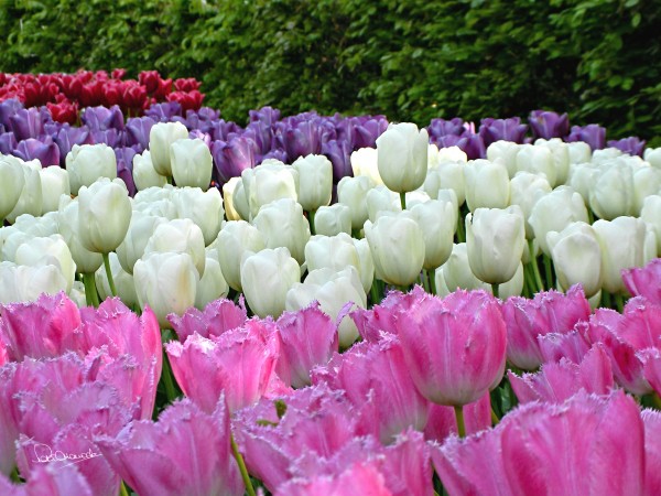 Springtime in Holland by Shadow and Form